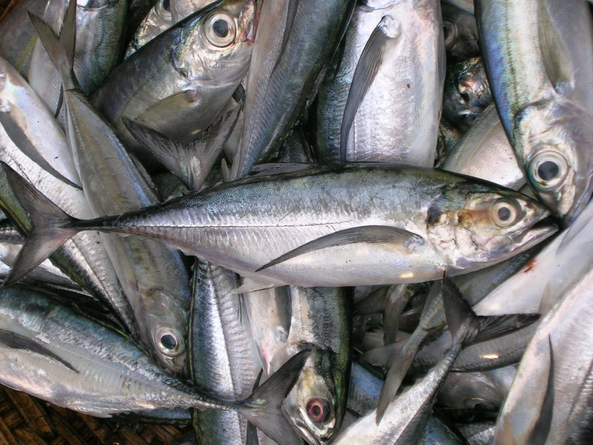 Ikan Basah
